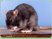 rat control Farringdon