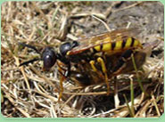 wasp control Farringdon